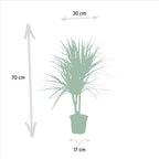 Dracaena marginata (dragetræ) – Ø17 cm, 90 cm høj