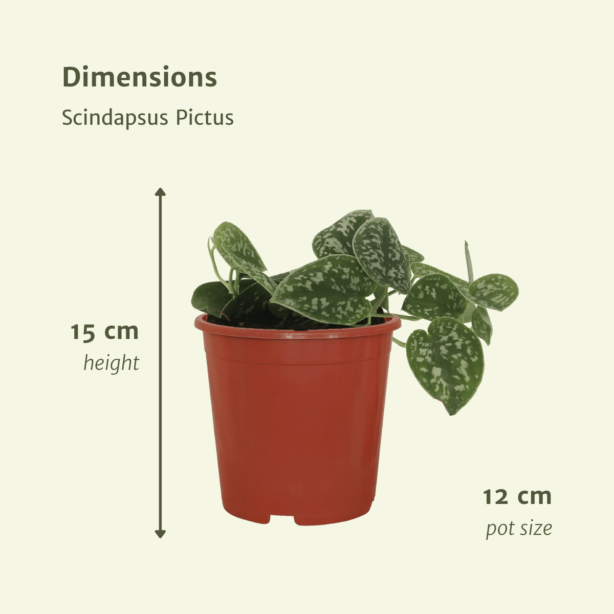 4× Scindapsus pictus – Ø12 cm, 15 cm hoog