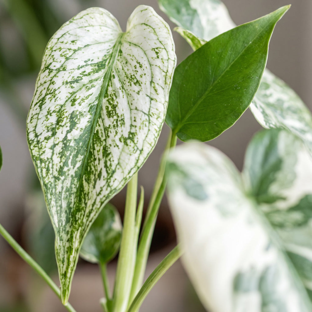 Monstera Devil Monster (plante percée) – Ø6 cm, 18 cm de haut