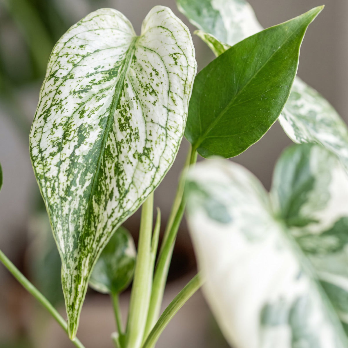 Monstera Devil Monster (plante percée) – Ø6 cm, 18 cm de haut