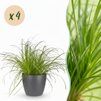 4× Cyperus alternifolius Zumula (jonc cyperus) en pot décoratif gris – Ø12 cm, 20 cm de haut