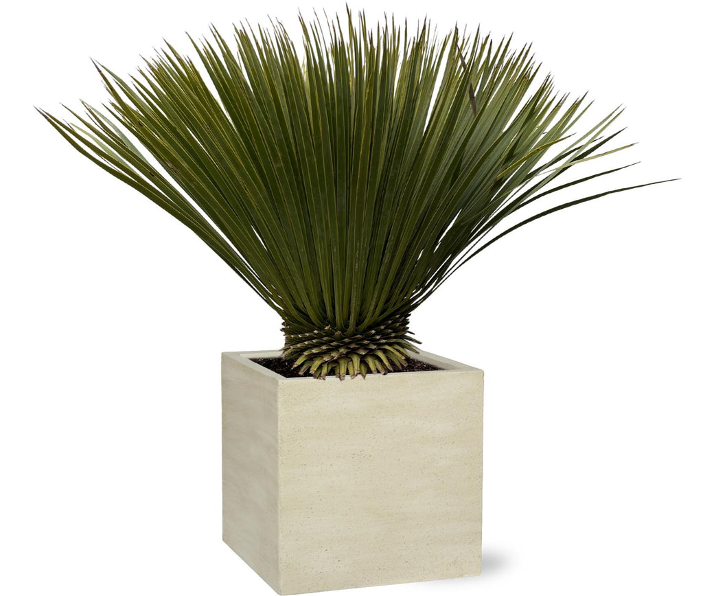 Yucca rostrata (without decorative pot) – Ø30 cm, 70 cm high