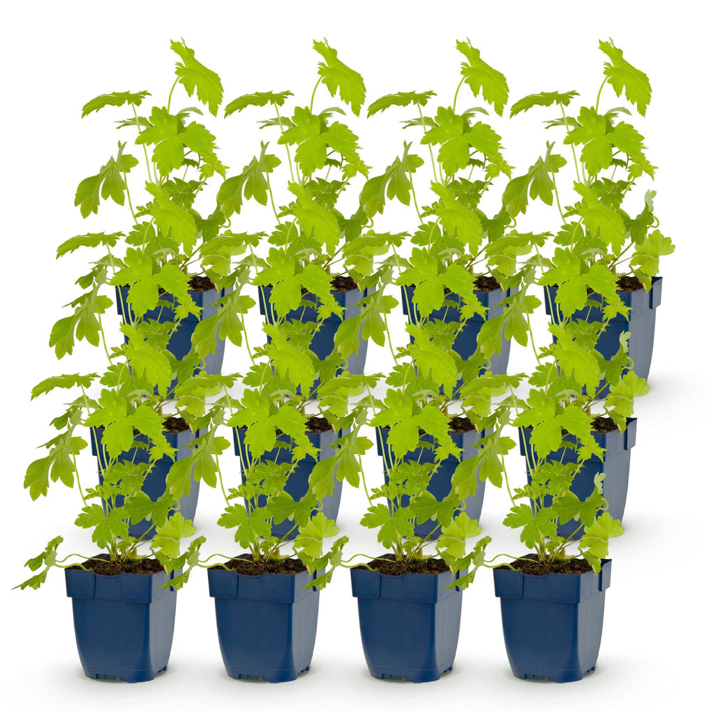 Delphinium 'Galahad' (Schwertlilie) – weiß – 12 Pflanzen, Ø11 cm, 15–25 cm hoch – Bild 2