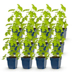 Delphinium 'Galahad' (Schwertlilie) – weiß – 12 Pflanzen, Ø11 cm, 15–25 cm hoch