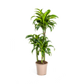 Dracaena Deremensis Dorado (drakenboom) – Ø21 cm, 100–120 cm hoog