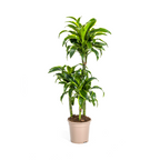 Dracaena Deremensis Dorado (drakenboom) – Ø21 cm, 100–120 cm hoog