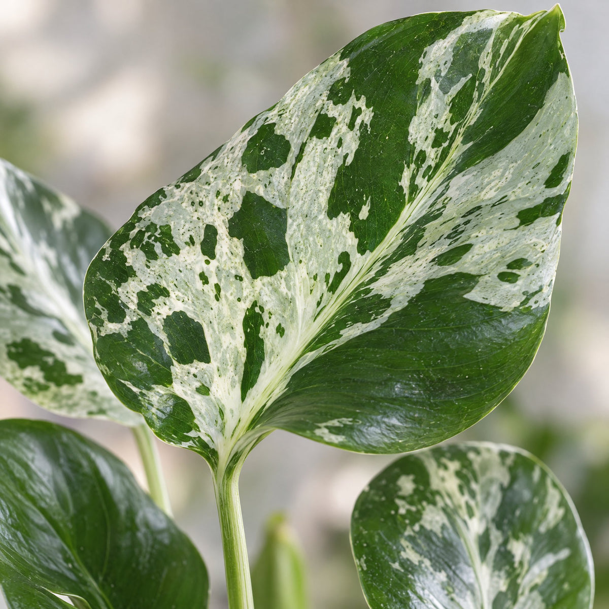 Monstera deliciosa Bulbarsaur (plante percée) – Ø6 cm, 18 cm de haut