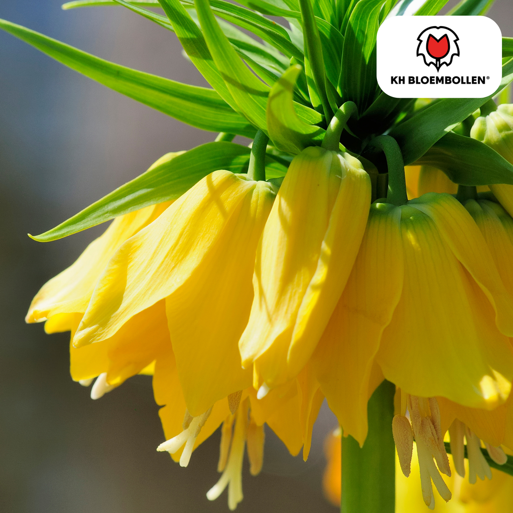 Couronne impériale 'Lutea' – 5 bulbes
