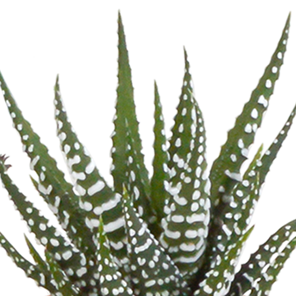 15× Cactus en vetplanten mix (Cactaceae) in witte pot – Ø7 cm, 13 cm hoog – foto 10