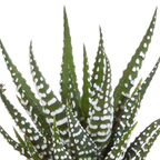 15× Cactus en vetplanten mix (Cactaceae) in witte pot – Ø7 cm, 13 cm hoog