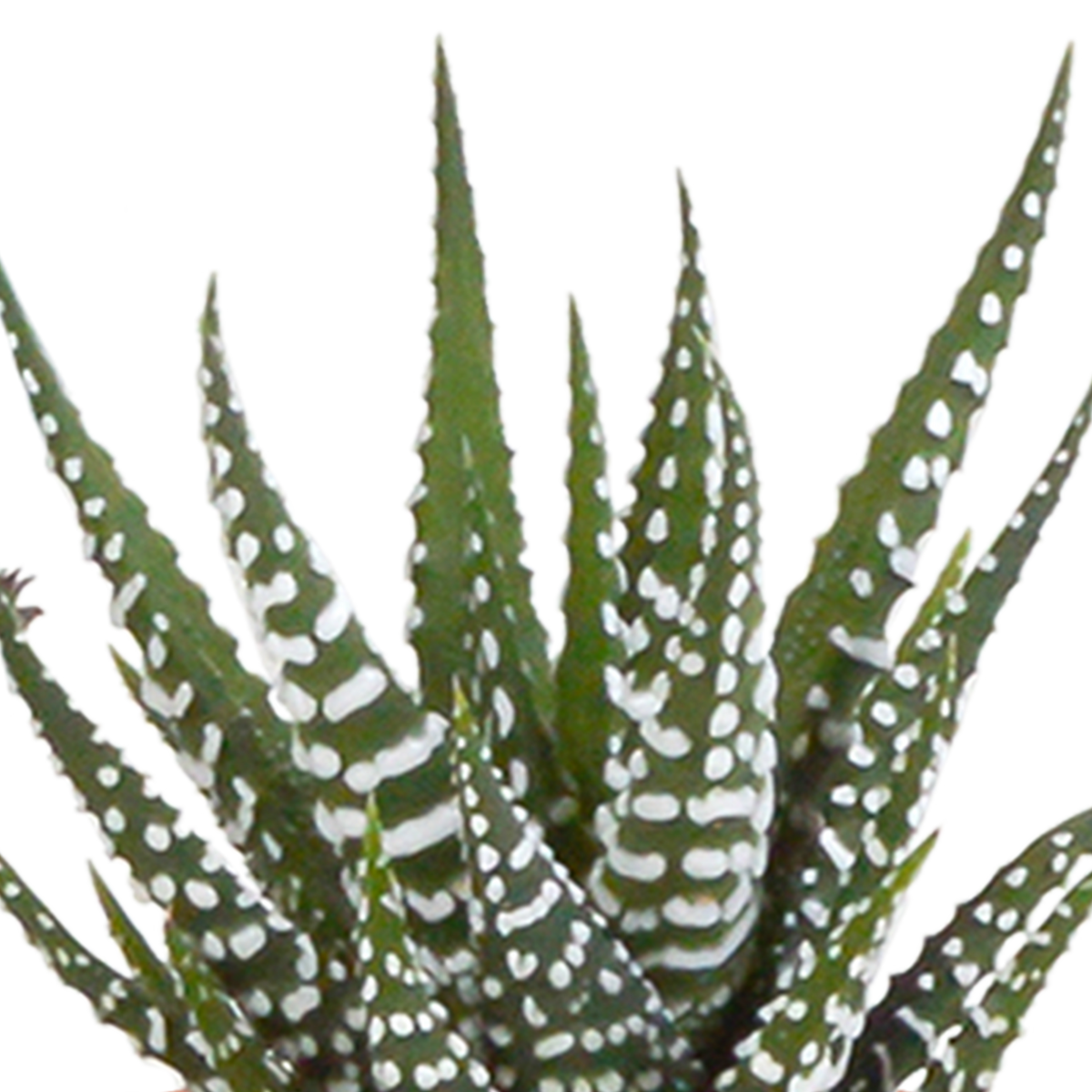 15× Cactus en vetplanten mix (Cactaceae) in witte pot – Ø7 cm, 13 cm hoog – foto 10