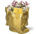Tradescantia Sweetness – Ø11 cm, 10 cm de haut – pot éléphant d11/12x10cm doré