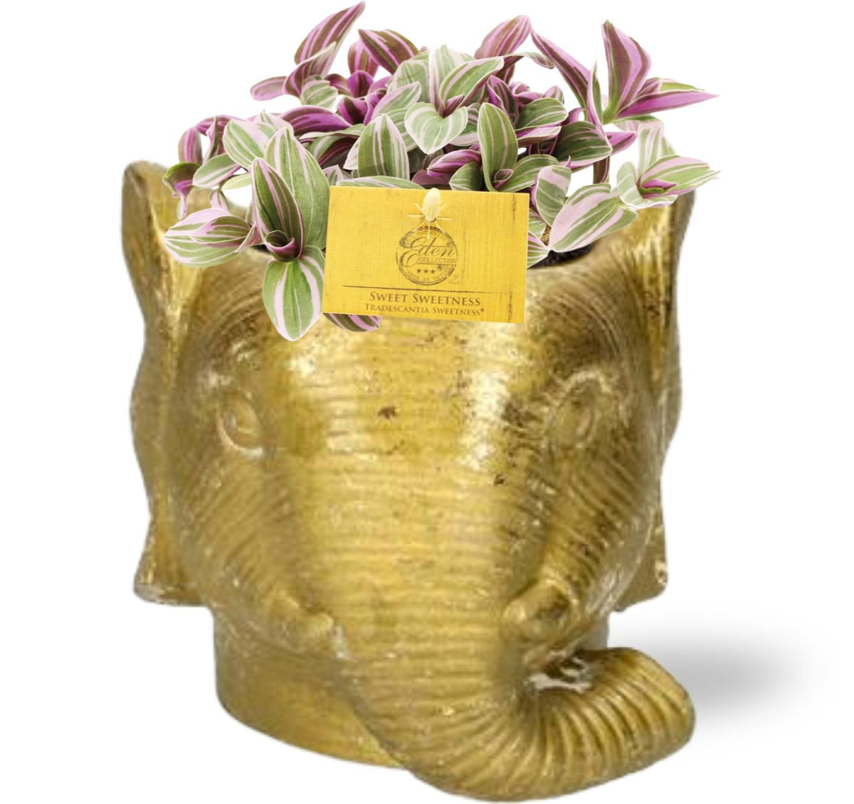 Tradescantia Sweetness – Ø11 cm, 10 cm hoch – Elefanten-Pflanzgefäß d11/12x10cm gold