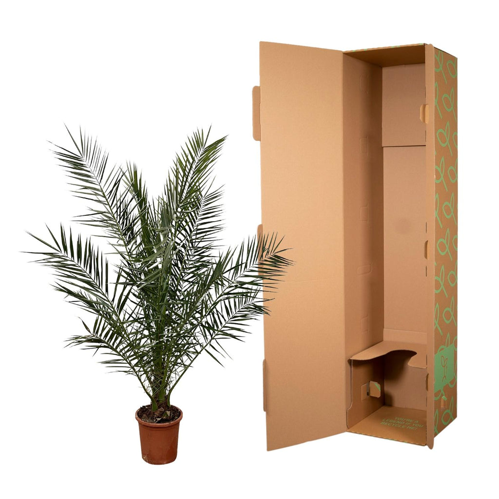 Phoenix 'Canariensis' (date palm) – Ø27 cm, 170 cm high – photo 2