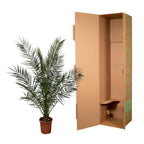 Phoenix 'Canariensis' (date palm) – Ø27 cm, 170 cm high