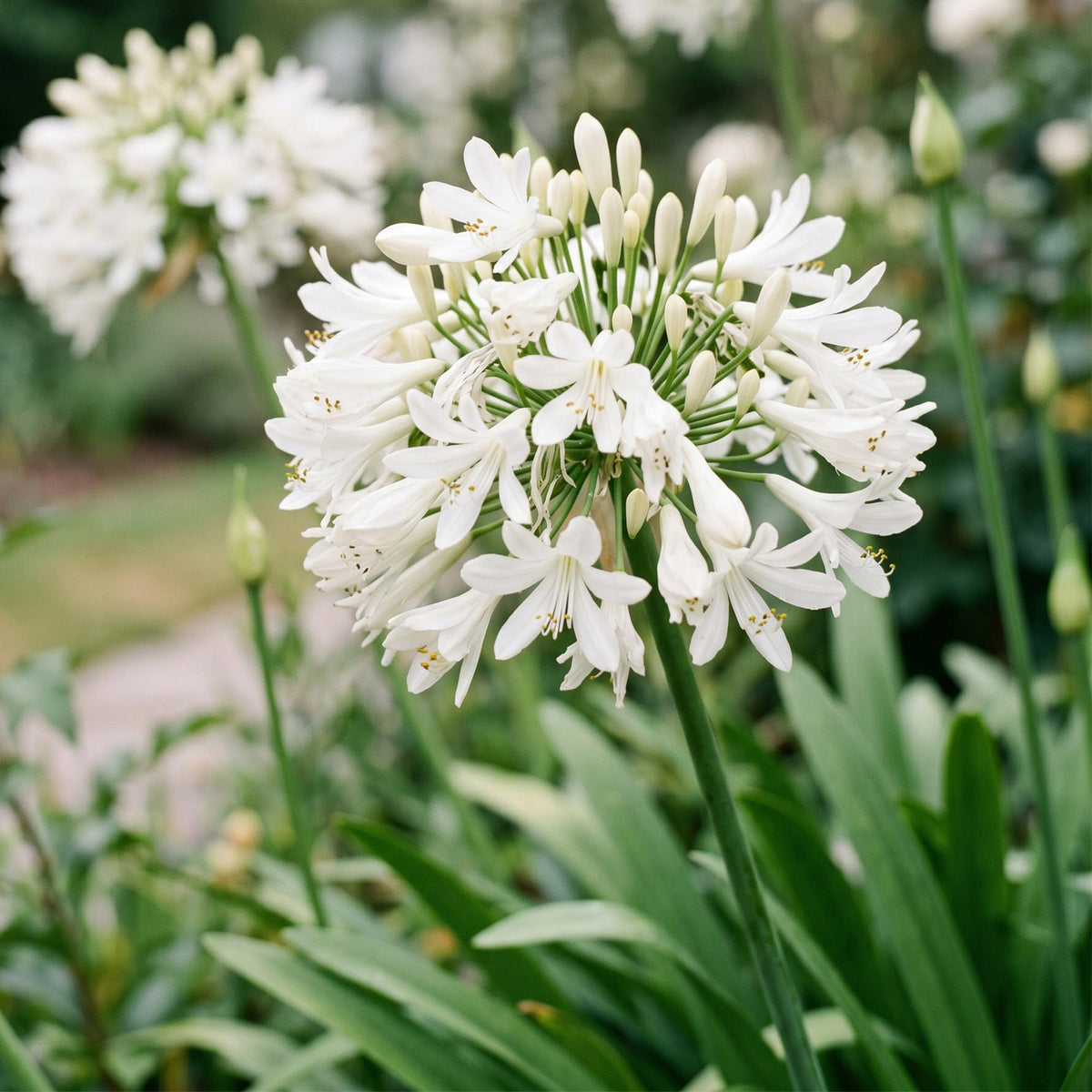 Agapanthus africanus 'Albus' (Afrikanische Lilie) – weiß – 12 Pflanzen, Ø 11 cm, 15–25 cm hoch – Bild 5