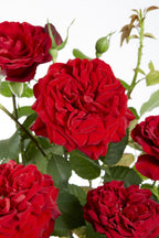 Rosa 'Crazy' (rose) – 3 plants, Ø15 cm, 65 cm high – art. 7686