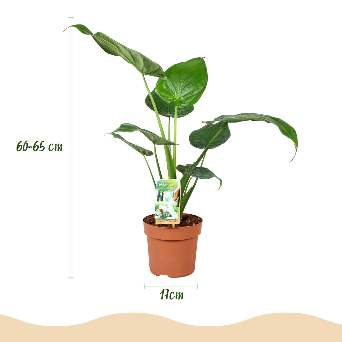 Alocasia Cucullata (elefantøre) – Ø17 cm, 60–65 cm høj