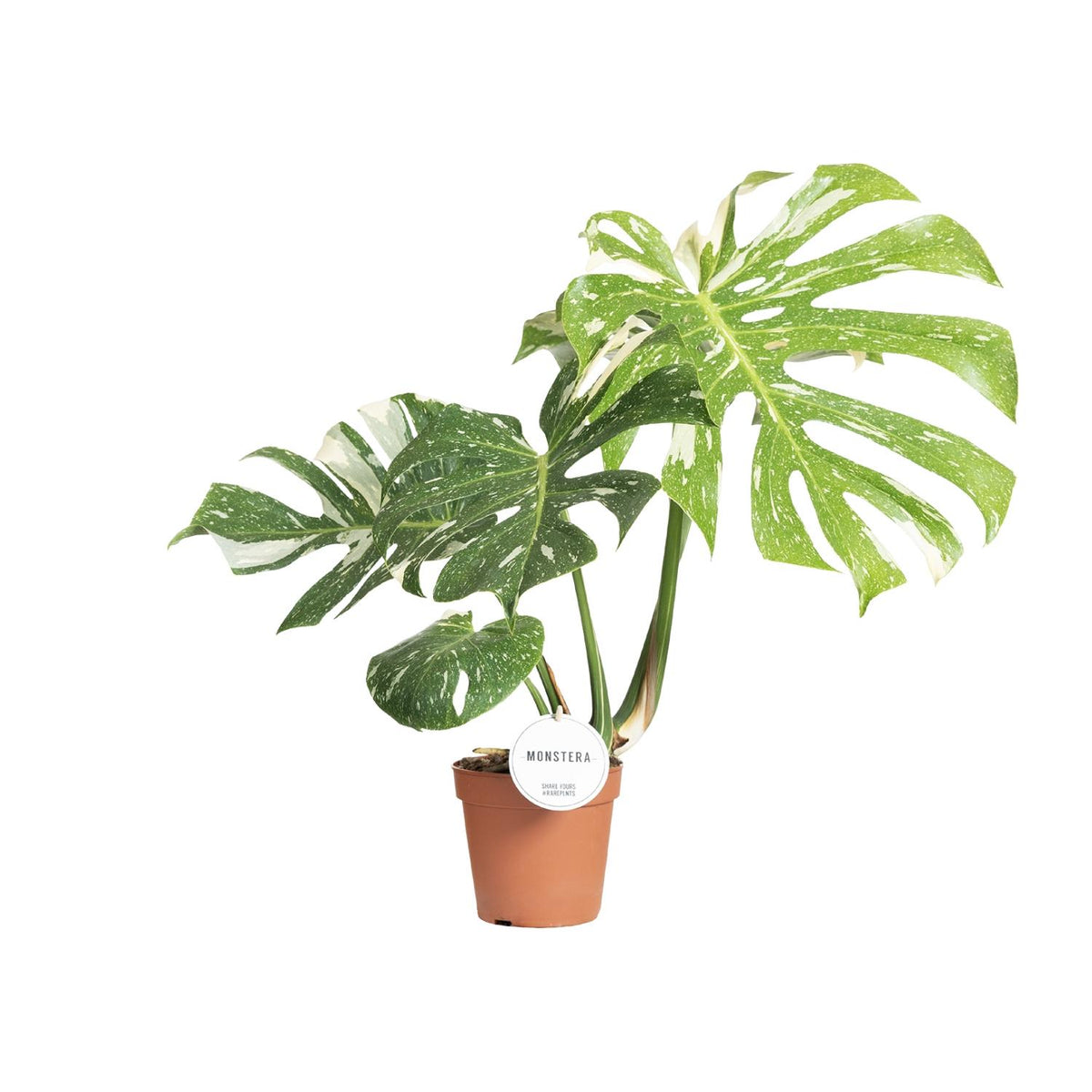 Monstera Thai Constellation (Fensterblatt) – Ø 15 cm, 40–50 cm hoch