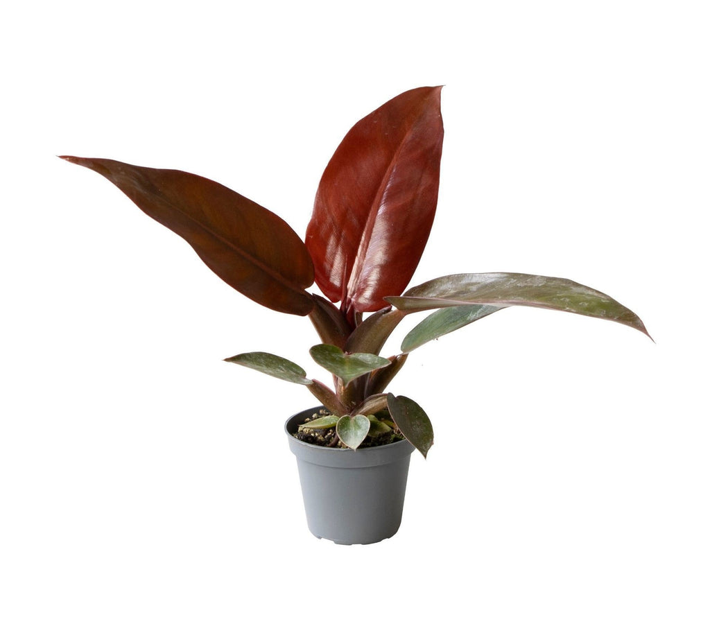 Philodendron Zonrood – Ø6 cm, 10 cm de haut