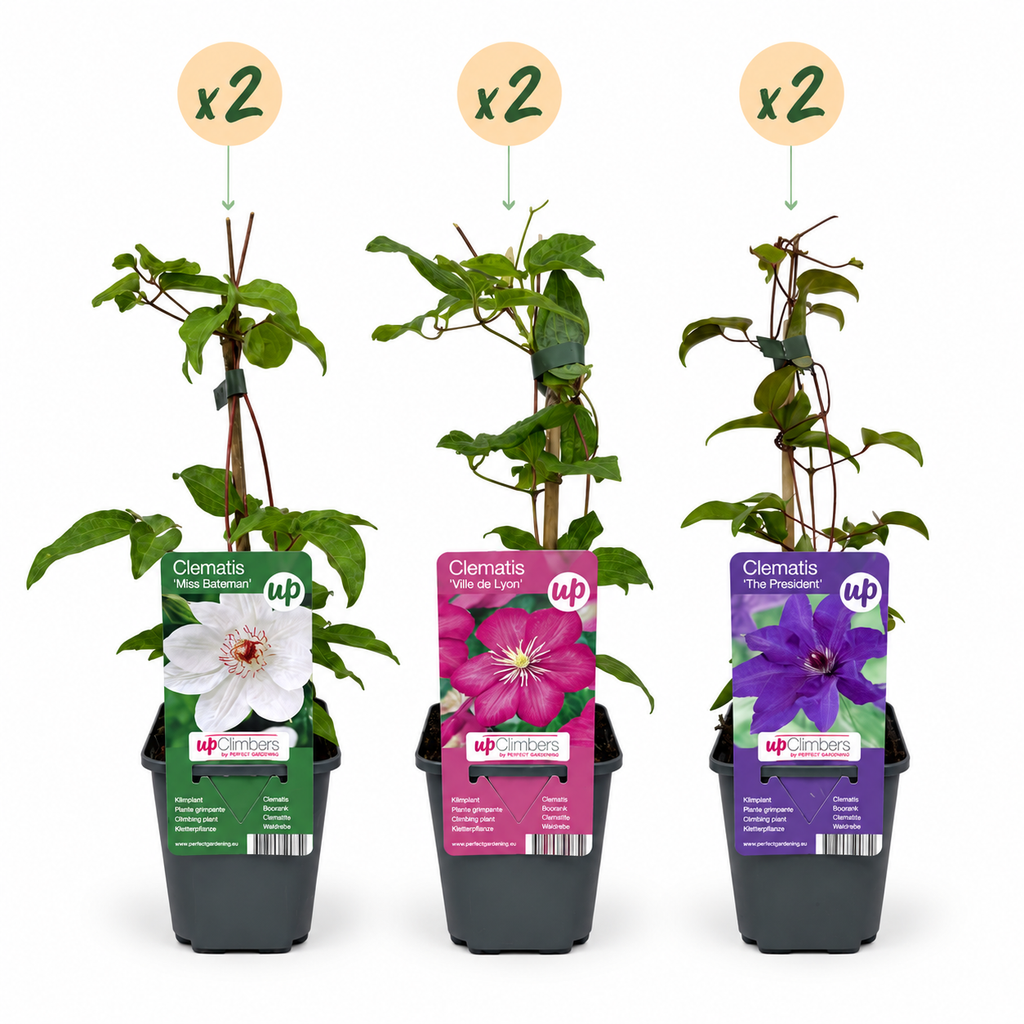 Clematis 'Tricolour' (driekleurige bosrank) – paars-roze-wit – 6 planten, Ø9 cm, 35 cm hoog – foto 2