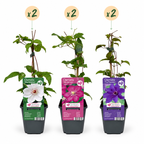 Clematis 'Tricolour' (driekleurige bosrank) – paars-roze-wit – 6 planten, Ø9 cm, 35 cm hoog