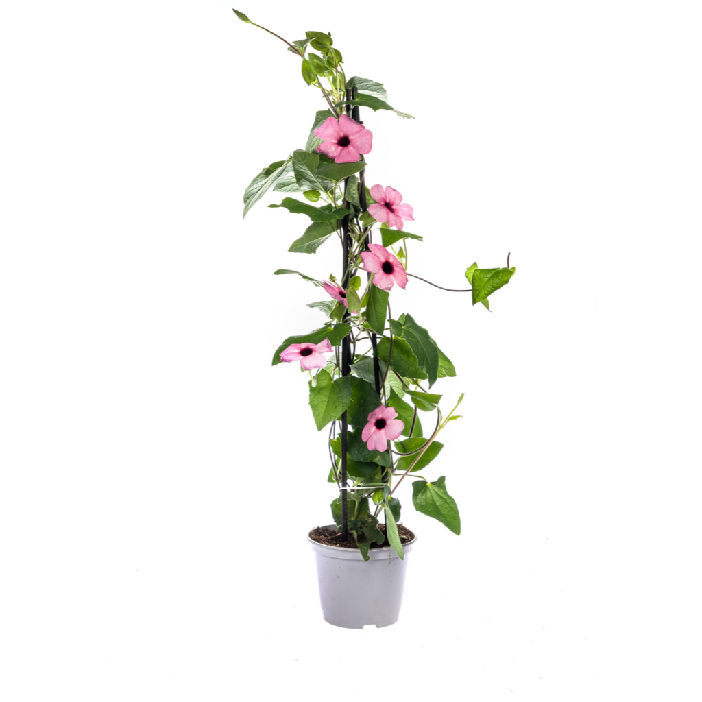 Thunbergia alata 'Sunny Susy Rose Sensation' (black-eyed Susan) – 4 plants, Ø13 cm, 60 cm high – photo 2