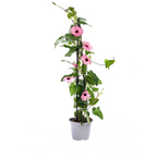 Thunbergia alata 'Sunny Susy Rose Sensation' (black-eyed Susan) – 4 plants, Ø13 cm, 60 cm high