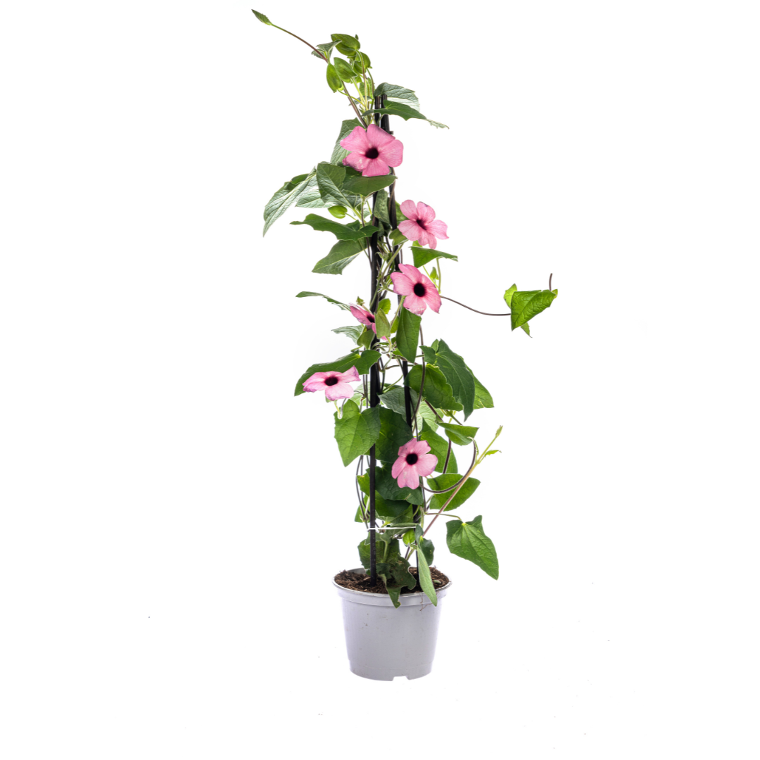 Thunbergia alata 'Sunny Susy Rose Sensation' (black-eyed Susan) – 4 plants, Ø13 cm, 60 cm high – photo 2