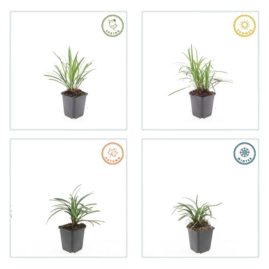 Liriope muscari 'Monroe White' (Liliengras) – 12 Pflanzen, Ø 9 cm, 10–25 cm hoch – Bild 5