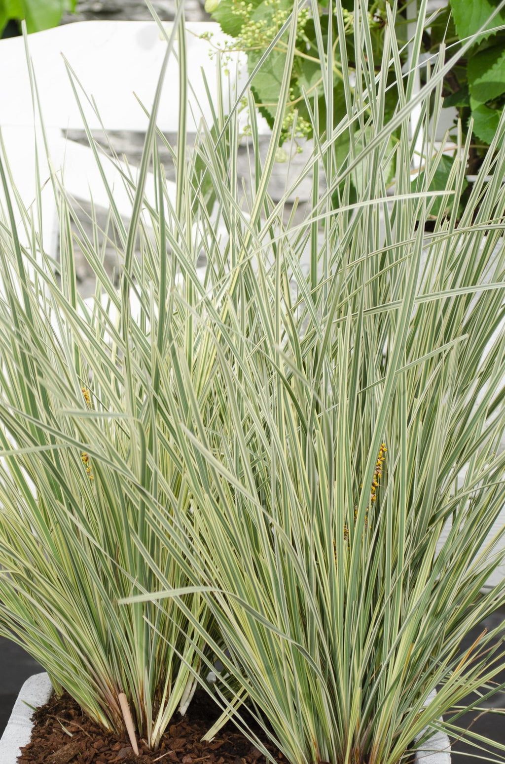 Lomandra longifolia 'White Sands' – Ø19 cm, 40 cm high – photo 6