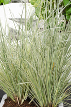 Lomandra longifolia 'White Sands' – Ø19 cm, 40 cm high