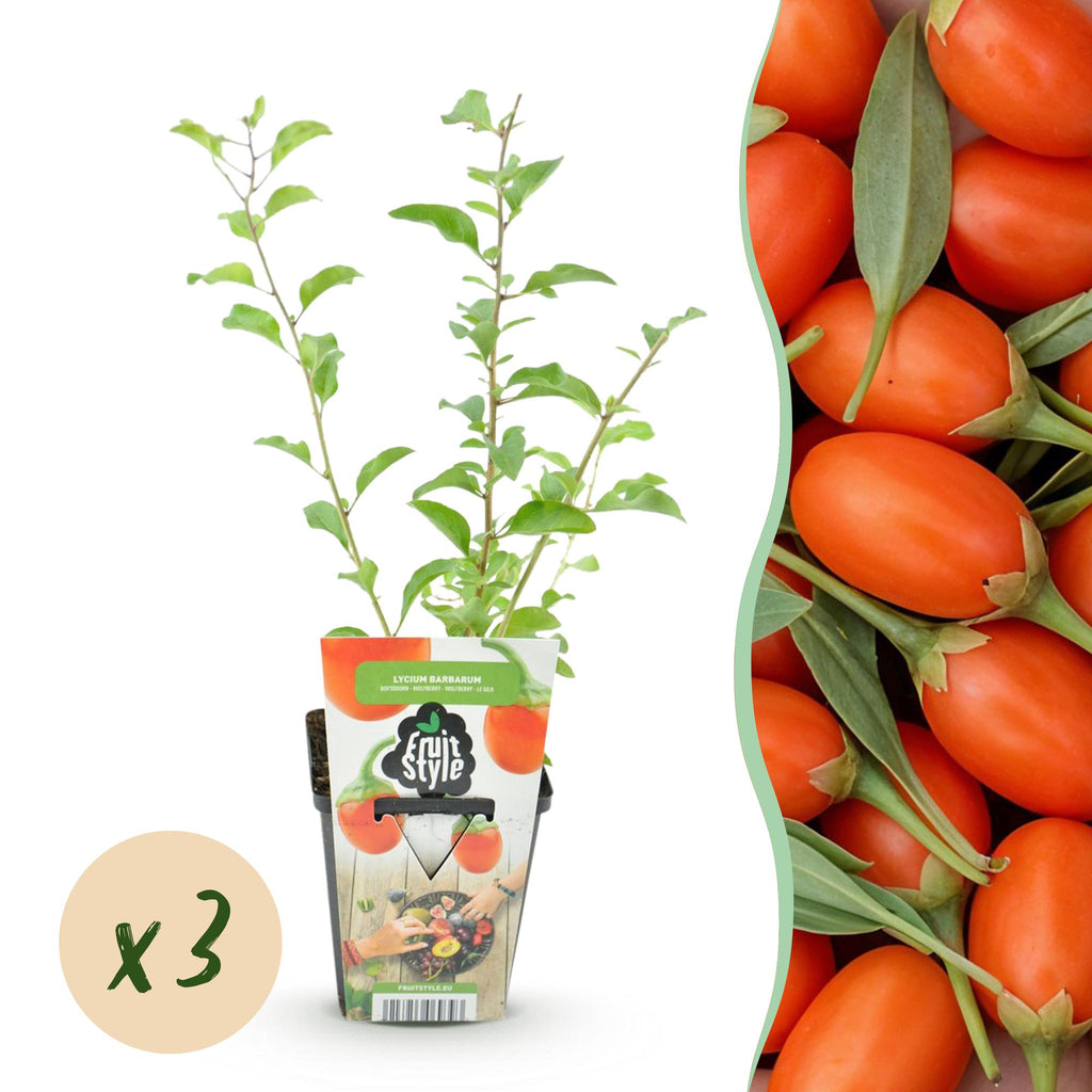 Fruchtpflanzen – orange – 3 Pflanzen, Ø9 cm, 35 cm hoch