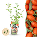 Fruchtpflanzen – orange – 3 Pflanzen, Ø9 cm, 35 cm hoch