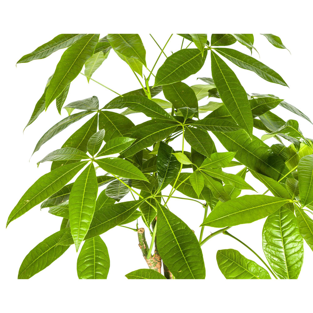 Pachira aquatica (pengetræ) med kurv – Ø21 cm, 90–110 cm høj