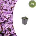 Thymus praecox 'Purple Beauty' (Zitronenzitronenmelisse) – 6 Pflanzen, Ø9 cm, 10–25 cm hoch
