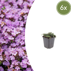 Thymus praecox 'Purple Beauty' (Zitronenzitronenmelisse) – 6 Pflanzen, Ø9 cm, 10–25 cm hoch