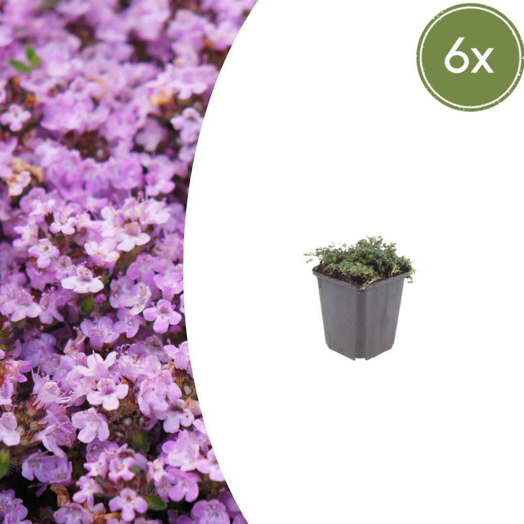 Thymus praecox 'Purple Beauty' (Zitronenzitronenmelisse) – 6 Pflanzen, Ø9 cm, 10–25 cm hoch