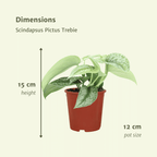 2× Scindapsus pictus Trebie (Epipremnum) – Ø12 cm, 15 cm hoog