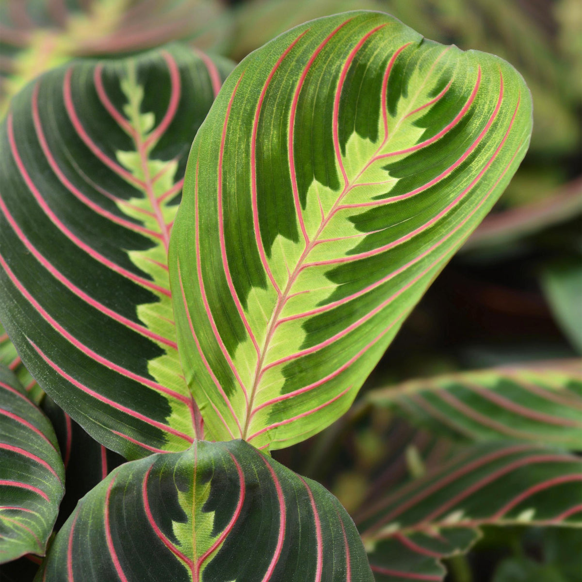 4× Maranta Fascinator Tricolour (bedplant) i Potter-pyntepotte grå – Ø12 cm, 25 cm høj