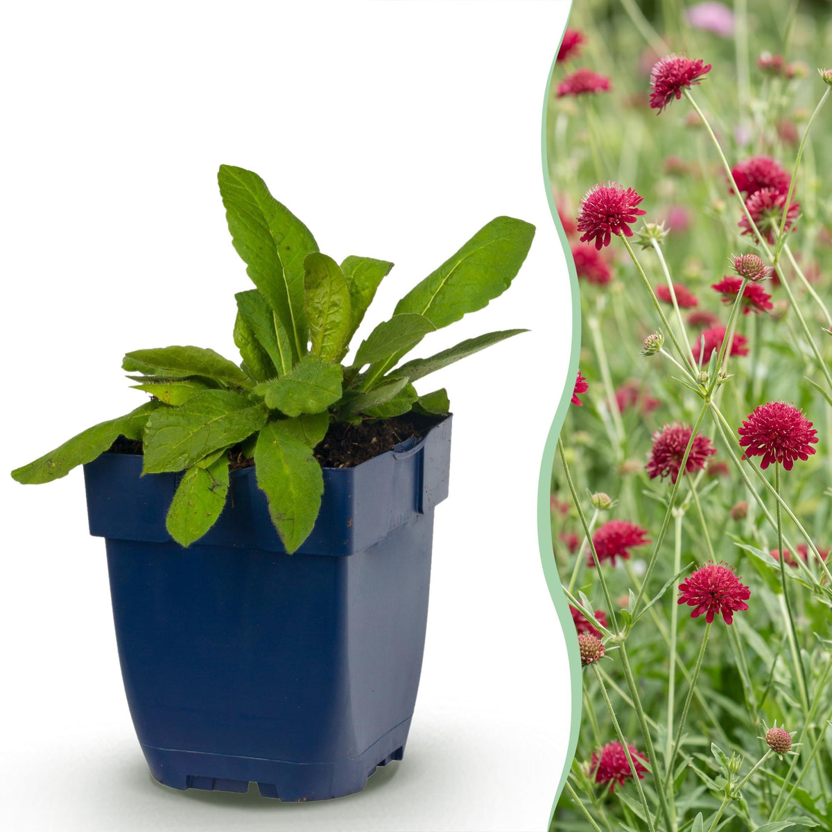 Knautia macedonica (beemdkroon) – donkerrood – 24 planten, Ø11 cm, 15–25 cm hoog