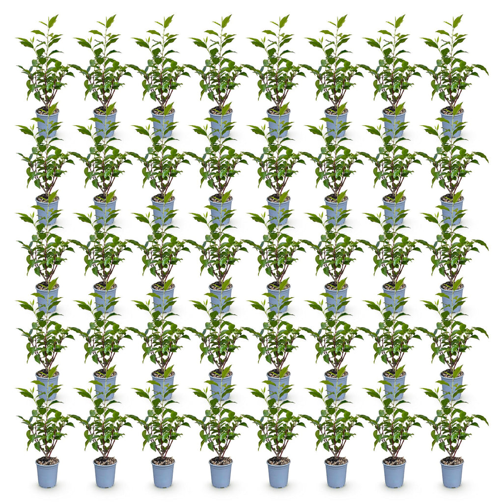 Prunus lusitanica angustifolia (prunier de Lusitanie) – 40 plants, Ø9 cm, 25–35 cm de haut – photo 2