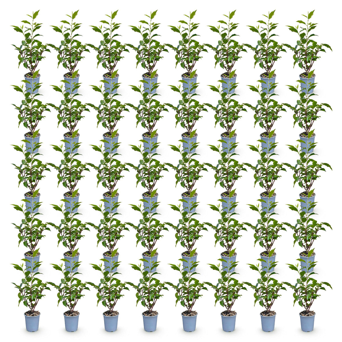 Prunus lusitanica angustifolia (prunier de Lusitanie) – 40 plants, Ø9 cm, 25–35 cm de haut – photo 2