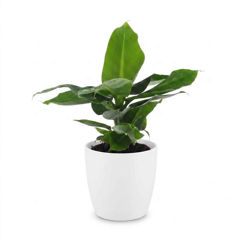 Musa Oriental Dwarf (Bananenpflanze) im weißen Übertopf – Ø 12 cm, 30 cm hoch – Bild 2
