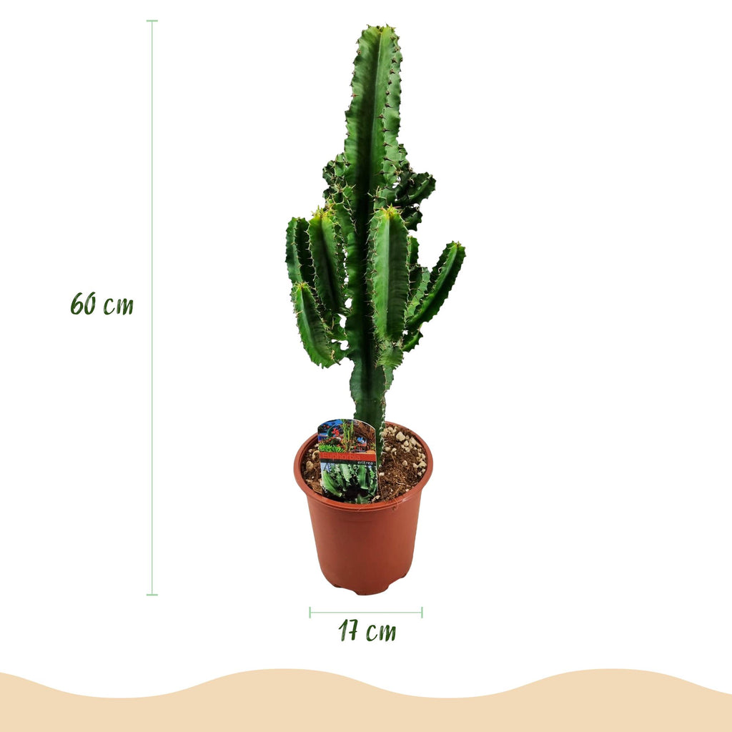 Euphorbia eritrea – Ø 17 cm, 60 cm hoch – Art. 54720