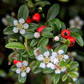 Cotoneaster dammeri (dwarf cotoneaster) – 60 plants, Ø9 cm, 10–25 cm high