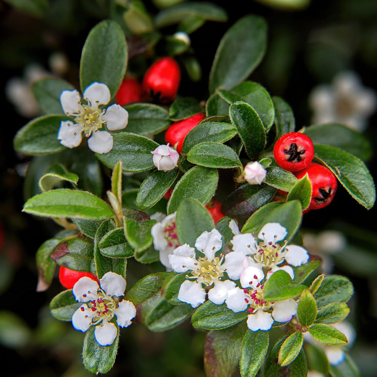 Cotoneaster dammeri (dwarf cotoneaster) – 60 plants, Ø9 cm, 10–25 cm high