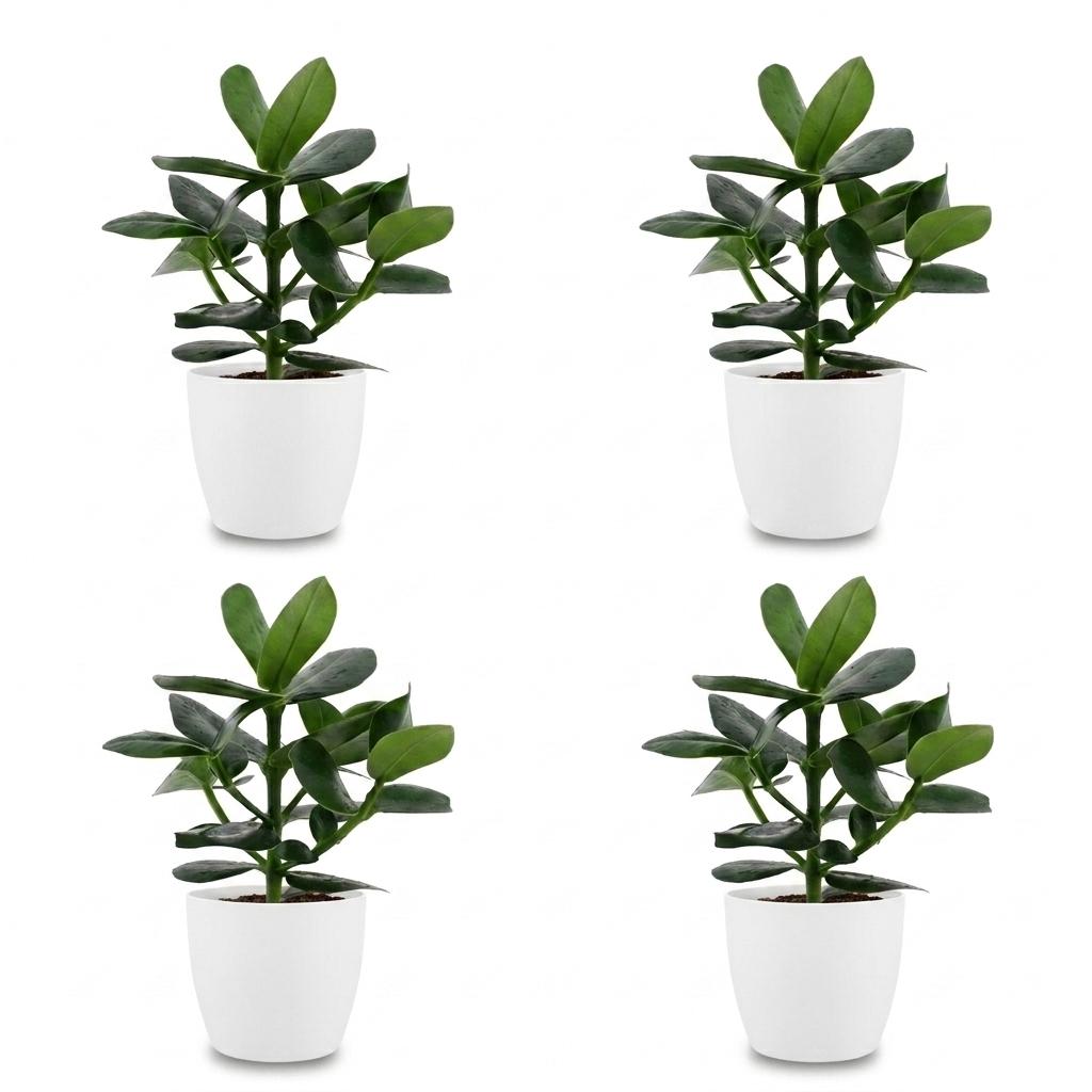 4× Clusia Princess en pot de culture blanc – Ø12 cm, 40 cm de haut