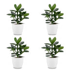 4× Clusia Princess en pot de culture blanc – Ø12 cm, 40 cm de haut
