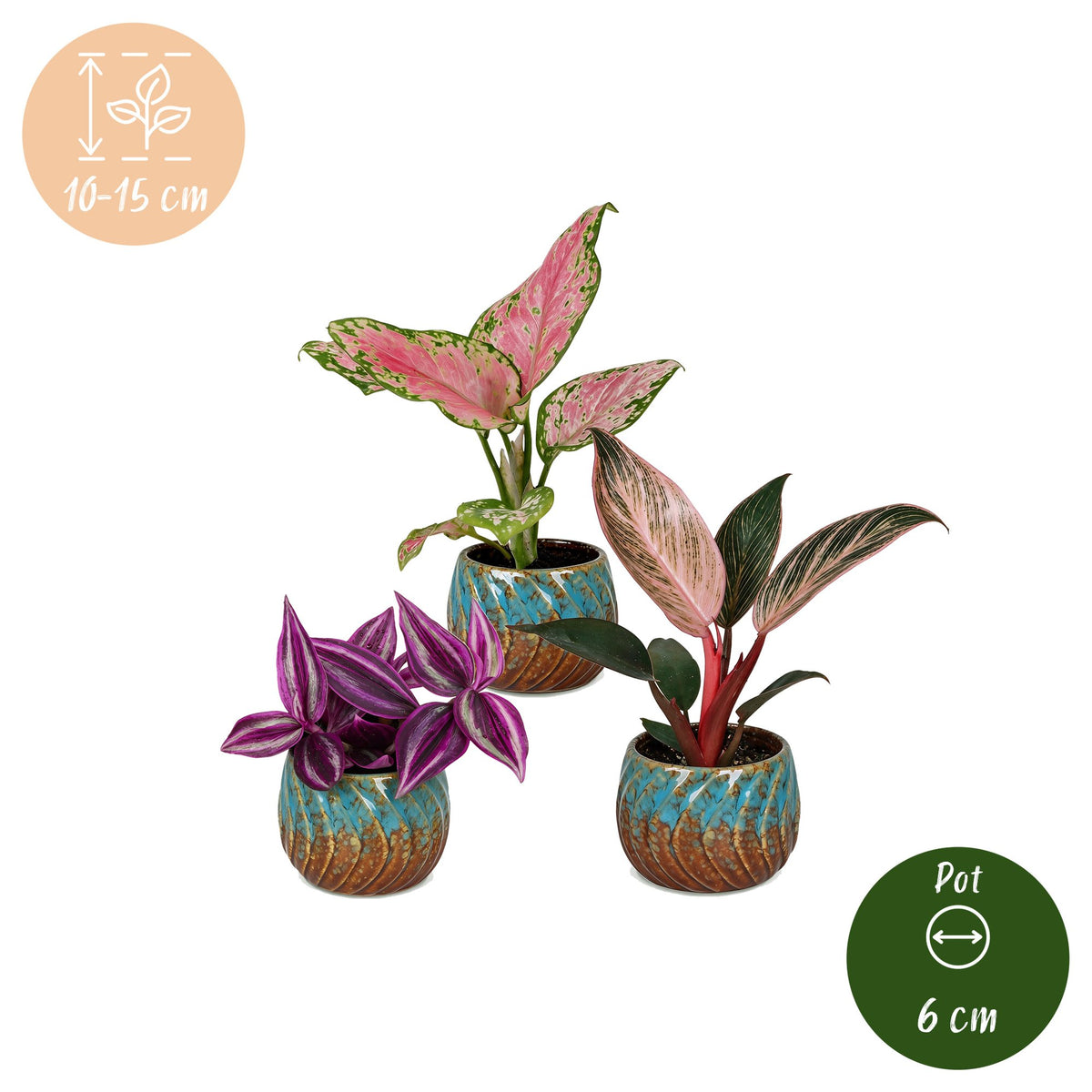 3× babyplanter Paradise Mix incl. Copper Reef – Ø6 cm, 10–15 cm høje